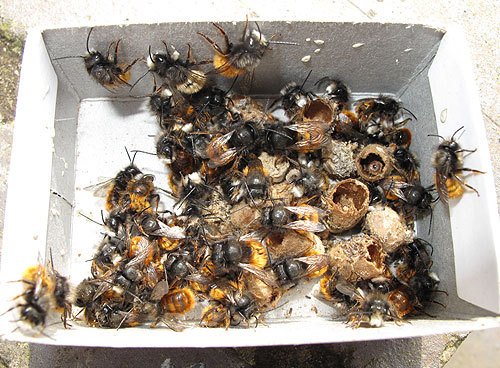 Gehörnte Mauerbiene, 100 Kokons